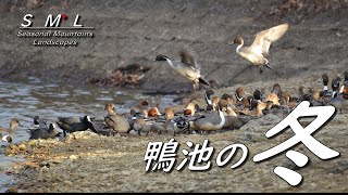 【 6000kmの旅をする渡り鳥が飛来してきた 小野 鴨池 】（ドローン少々）\