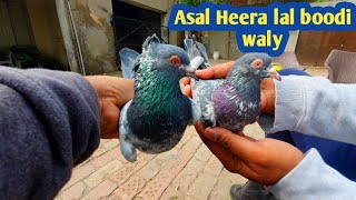 Asal tounsi | Heera lal |  breeder Blood Line || vaddy Ustadi Ki Nayaab Breeds||یہ ہیں وہ کبوتر