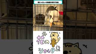 ねこじゃらしへの執着が強すぎる猫の遊び方がすごかった...www #Shorts