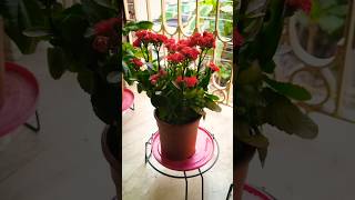 আমার বাগানের অপূর্ব সুন্দর ক্যালাঞ্চু #flowers #garden #kalanchu #youtubeshorts #youtube #ytshorts