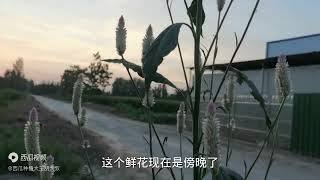 大路边上发现一棵奇怪花草，有人出五百元给他买走，看看是啥花