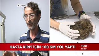 Hasta Kirpi İçin 100 Km Yol Yaptı