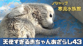 天使すぎる赤ちゃんあざらし４３　/ Baby seal that is too angelic 43