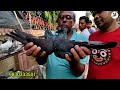 garia pigeon market কি ভাবে যাবে ও কি কি বার হাট বসে 🥰