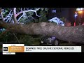 downed tree crushes several west l.a. vehicles