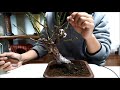 梅の剪定【盆栽】 how to cut plum bonsai branch