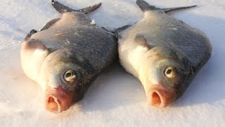 Catching bream winter jig