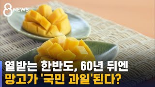 열받는 한반도, 60년 뒤엔 망고가 '국민 과일'된다? / SBS