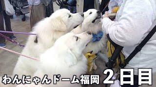 わんにゃんドーム福岡２日目