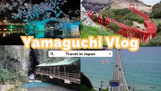 【Yamaguchi Vlog】This year's cherry blossoms should be seen in Yamaguchi ! / 今年の桜は山口県で見るべきです！