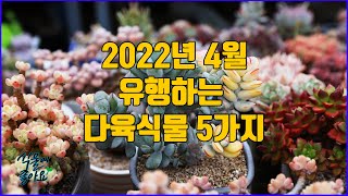 4월에 많이 팔리는 다육식물 종류 5가지(succulent)