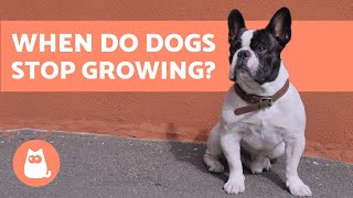 When Do DOGS Stop GROWING? 🐾 When Do PUPPIES Become Adults? 🐕