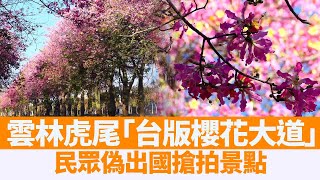 花開滿開好 來虎尾美人樹大道偽出國｜陳英男｜雲林 @ChinaBreakingNewsCN