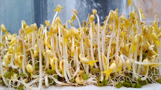 PAANO MAGPATUBO NG TOGUE IN 2 DAYS/HOW TO GROW MUNG BEAN SPROUTS AT HOME