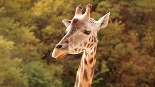 Giraffe Sound Effects