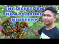 SEKRETO PAANO PABUNGAHIN ANG MULBERRY / STEPS HOW TO PRUNE MULBERRY / PAANO PADAMIHIN ANG BUNGA