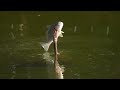 anhinga “snakebird” “water turkey” famous spear technique for fishing