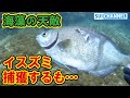 海藻の天敵イスズミを駆除するも問題発生！この魚の知能ヤバすぎる…【イスズミ駆除】