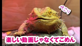 【経過報告】フトアゴヒゲトカゲ☆おちょこさん BeardedDragon