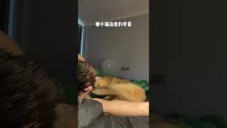 被小猫治愈的早晨我和我的猫 治愈猫咪 小猫是平淡生活的解药