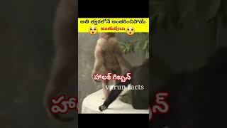 😱త్వరలో అంతరించిపోయే జీవులు | amazing facts#virelshorts