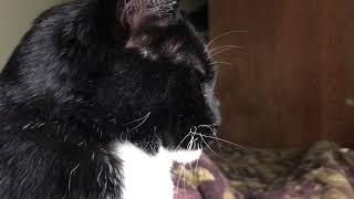 Tuxedo Cat Blows Snot Bubbles