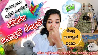 කූඩු ගඳ ගහන එක නවත්තන්නෙ මෙහෙමයි|| ලේසිම ක්‍රමයක්! Cage cleaning #smallpets #guineapig #birds #pets