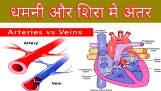 धमनी और शिरा मैं अंतर। Arteriese and veins difference || Dilshad sir