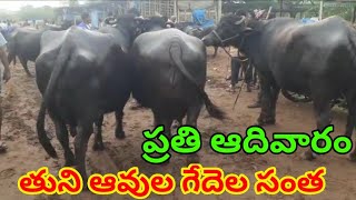 తుని ఆవుల గేదెల సంత 11 12 2022 Tuni BUFFALOES COWS MARKET MURRA BUFFALOES MARKET