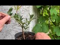 bonsai. small pieris japonica first pruning.