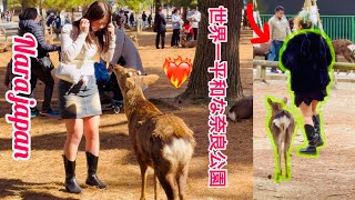 世界一平和な奈良公園 Nara Park deer 🦌 in japan