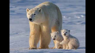 超可爱的北极熊 Super cute polar bears