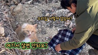 우연히 산에서 만난 귀가없는 아기냥이 우리집에 찾아왔다 ( 너 어떻게 알고 왔어? )