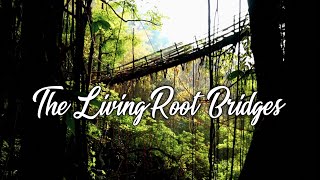 THE LIVING ROOT BRIDGES || RANGTHYLLIANG \u0026 MAWKYRNOT || PYNURSLA || MEGHALAYA