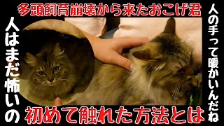 多頭飼育崩壊から来た長毛猫ビビりで逃げる子を初めて撫でられた方法とは（保護猫カフェ猫の恵庭）難波　How I first touched a cat from Animal hoarding