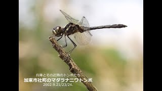 兵庫のトンボ－マダラナニワトンボ１