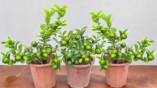 The best technique for breeding and caring for super fruit lemons