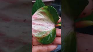 ආයෙත් ඔන්න සල්ලි ගහක්#anthuriumplant #anthurium #0765647812 #anthuriumwagawasinhala#fypviral