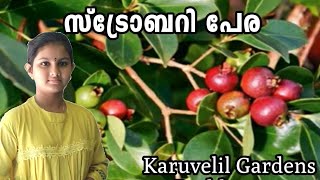 സ്ട്രോബറി പേര/ Strawberry Guava/Karuvelil Gardens.