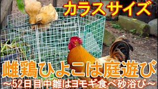 雌鶏ヒヨコが庭遊び～生後52日目の名古屋コーチン中雛はヨモギ食べて砂浴びする～