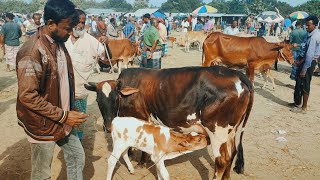 @আজ ২৮ নভেম্বর ২৪ | বাচ্চাসহ দেশাল, শাহিওয়াল জাতের গাভী গরুর দাম | রানীগঞ্জ হাট | দিনাজপুর