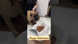 Halloween Candy Vomiting Dog