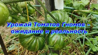 Томаты Гномы  - генеральная стрижка и рекордный урожай !