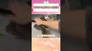 猫为什么喜欢被人拍屁股？？？猫咪发情 #萌宠出道计划 #谁能拒绝傻憨憨的小猫咪 #抖in萌宠计划 #被你萌化了 #记录猫咪日常 #猫咪的迷惑行为 #cat #funny #pets #kitten