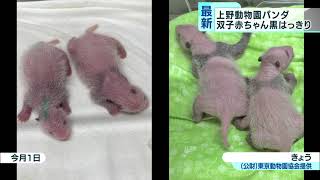 双子の赤ちゃんパンダ、黒模様がさらにはっきり　上野動物園