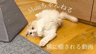 猫に癒される動画〜安定のへそ天#猫 #子猫 #猫のいる暮らし #猫好きさんと繋がりたい#スコティッシュフォールド #癒し動画 #癒しbgm #のんびり #ゆったり #bgm #cat #고양이