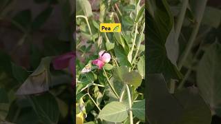 Growing peas🫛 in small pot #shorts #organic