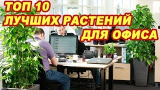 Топ 10 лучших растений для офиса