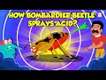 How Bombardier Beetle Sprays Acid? | Beetle Defense Mechanism | Deadliest Insects | Dr. Binocs Show