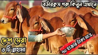 ইন্ডিয়ান বর্ডারক্রস সেরা মানের ব্রাহামা ও শাহীওয়াল ষাড় গরু কিনুন কম দামে। #01322788617